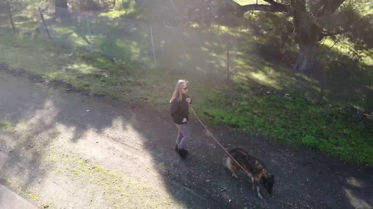 Lyra lesson 4 Loose Leash Walking