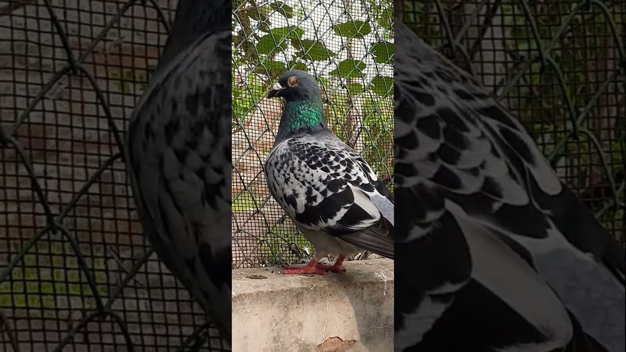 pigeon beautiful Belgium racer #pigeon #raisenpigeons #pigeonbreed #racingpigeon
