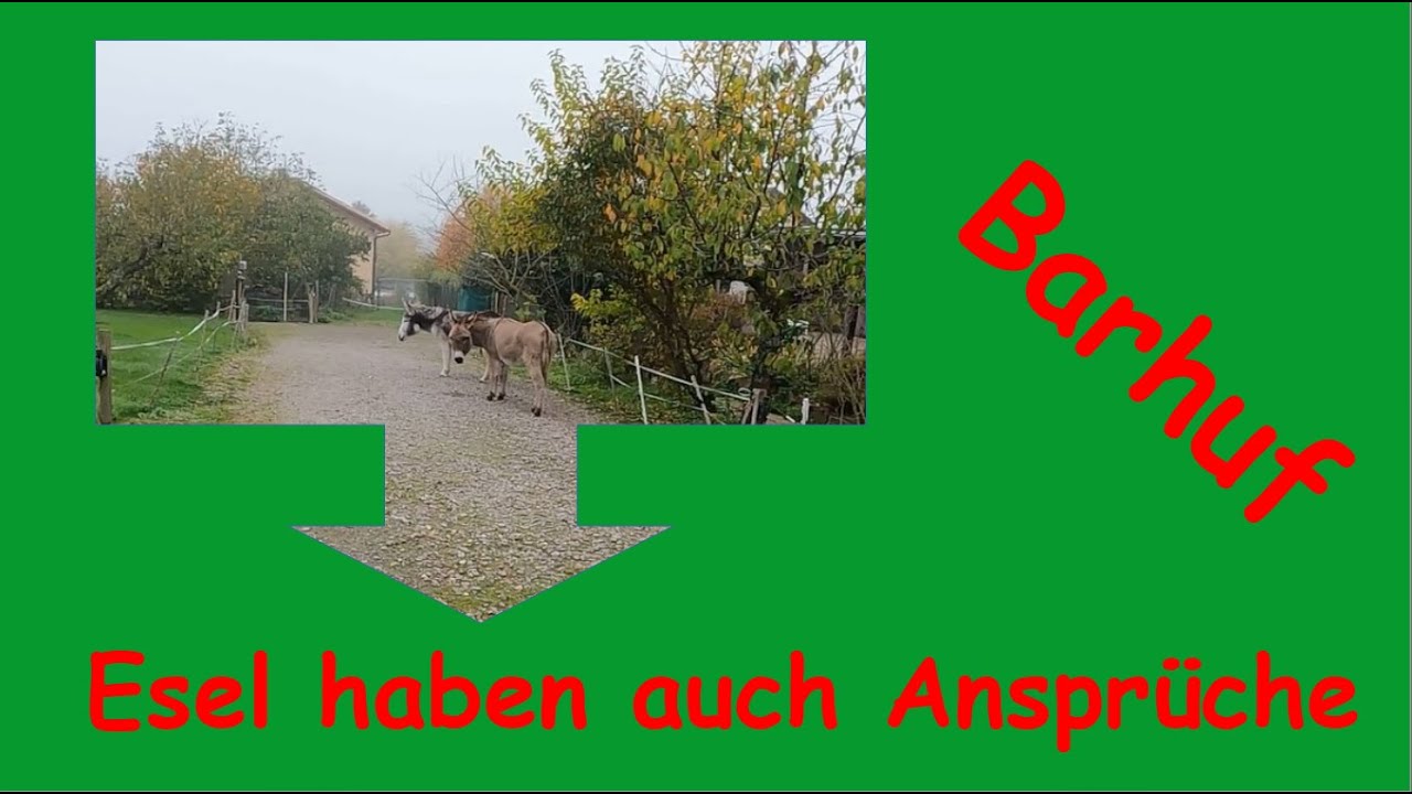Barhuf - Eselhaltung. Hufe beurteilen, verbessern, erhalten!