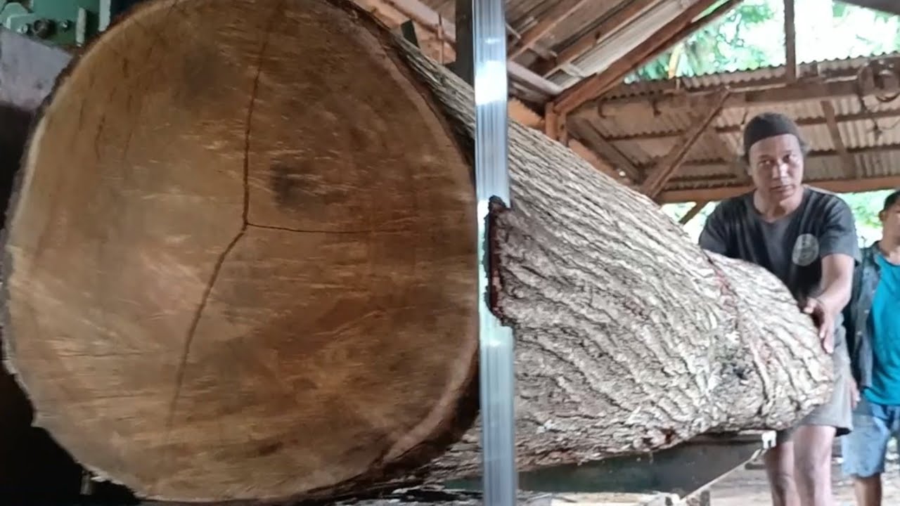 Monster acacia wood makes saw blades roar into thick sheets