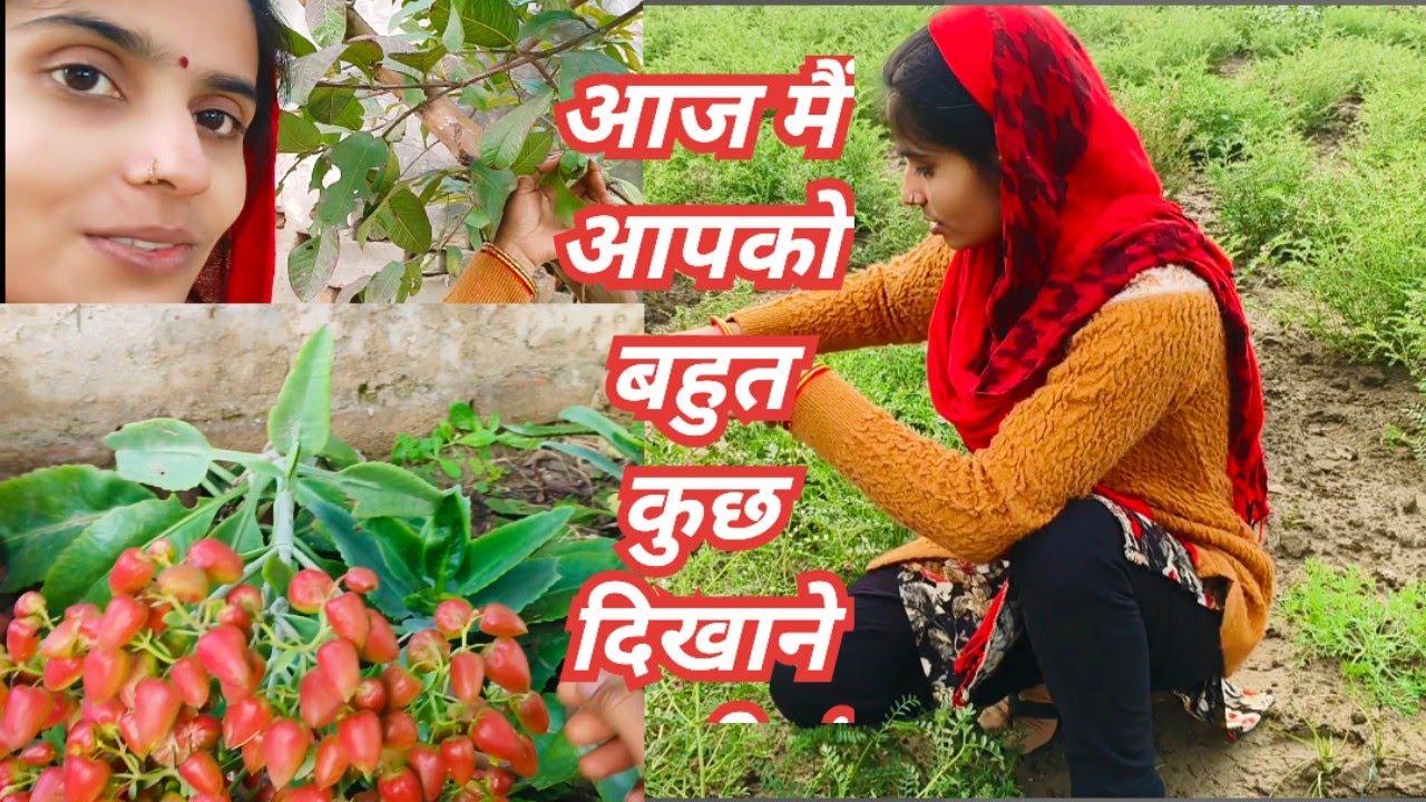 आज मैं दिखाने बाली हूं बहुत सारी ताजा फ्रेस हरि सब्जियां