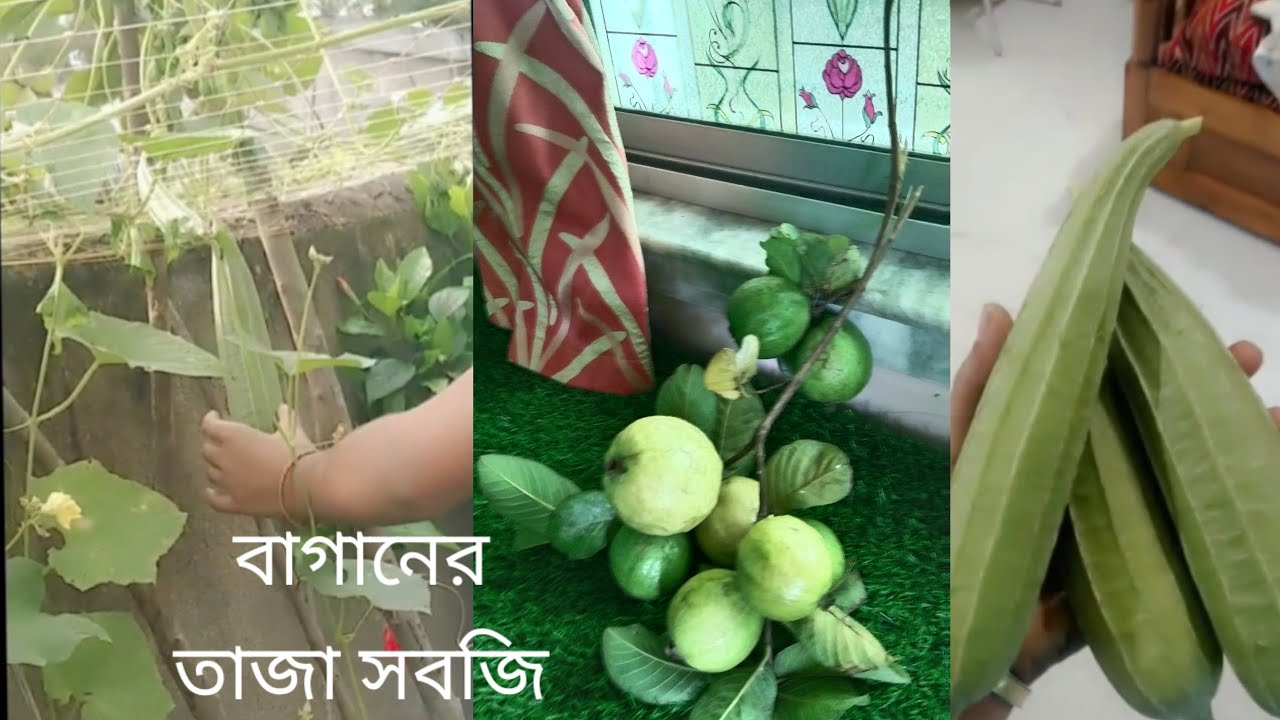 আমার বাগানের তাজা সবজি 