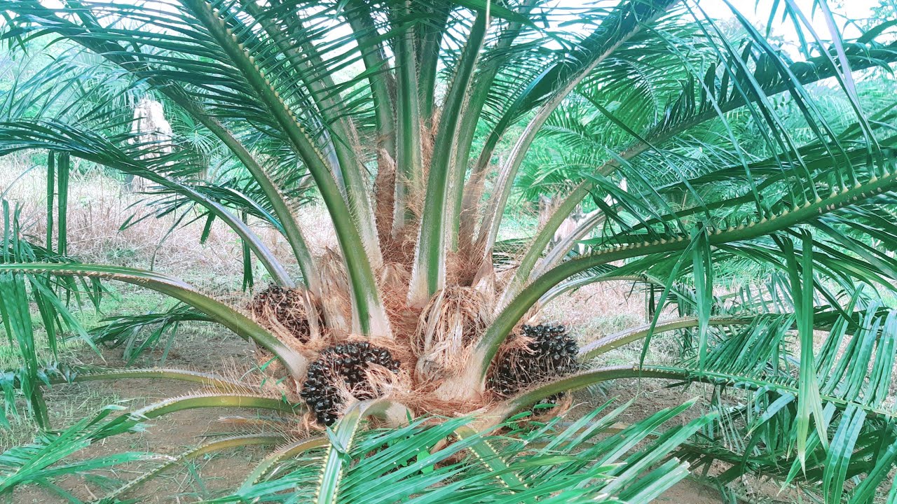 Jangan Biarkan Kebun Seperti ini, Agar Sawit TBM Cepat Besar dan Buah