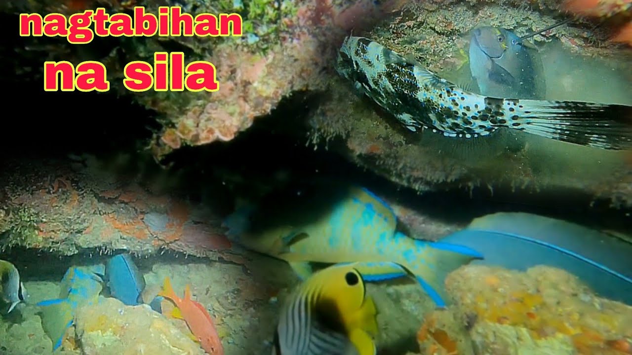 ep656 dive1 nagtabihan na ang mga isda