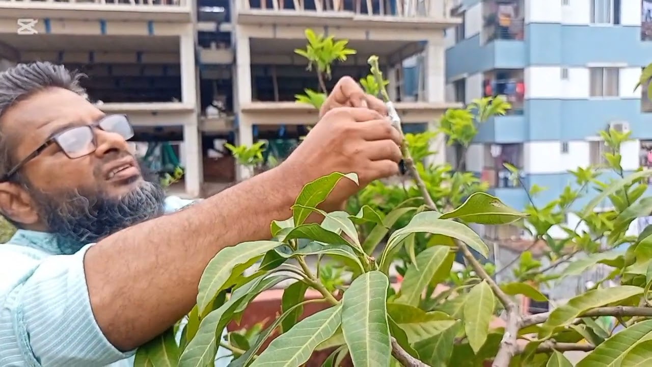 ছাদ বাগানে আম রুপালি গাছকে বারি 11 তে রূপান্তর করা হচ্ছে