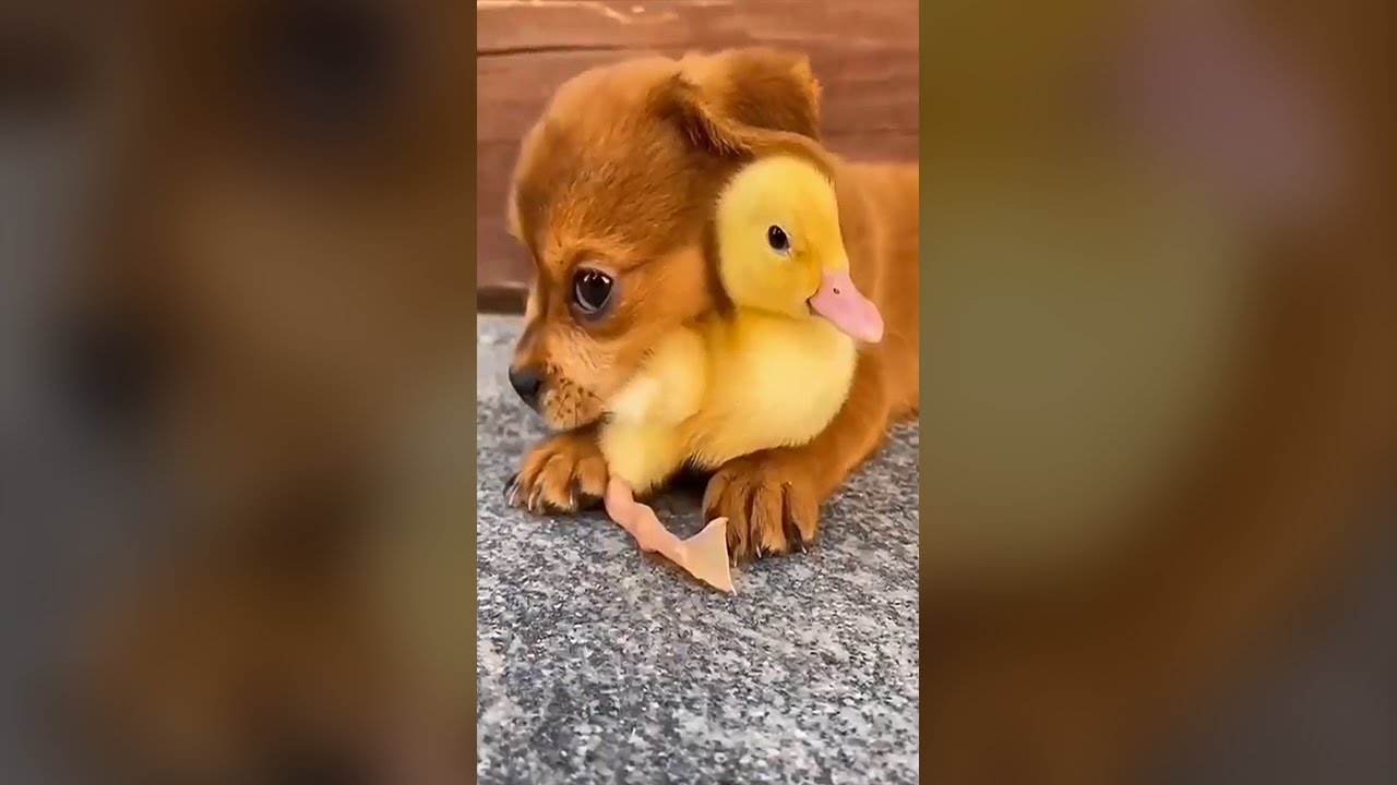 Cute Dog's Friendship with Tiny Duck - Funny Dog Videos 🐾