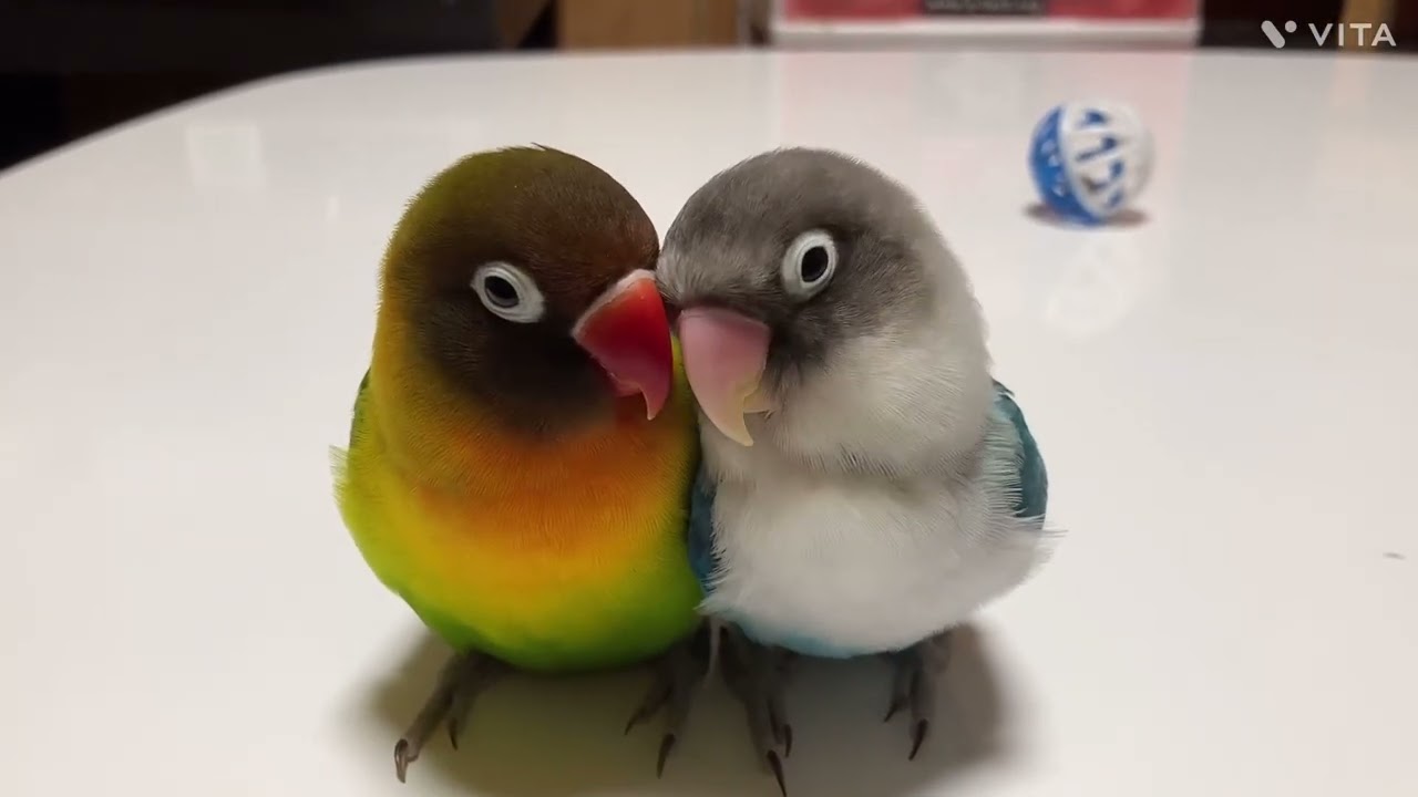 インコ🦜なかよしボタンインコ