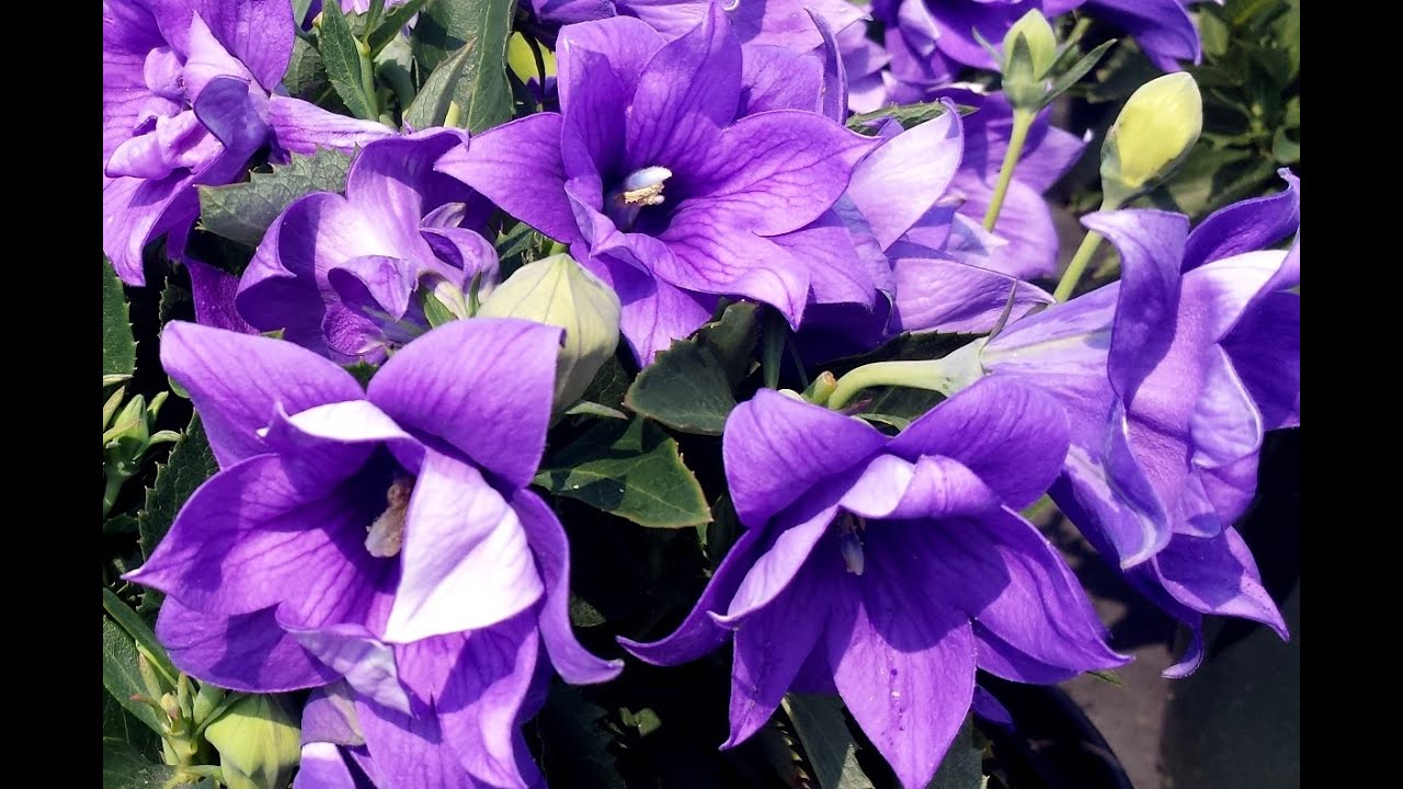 Best Perennials for Sun - Platycodon Astra Double Blue (Balloon Flower)