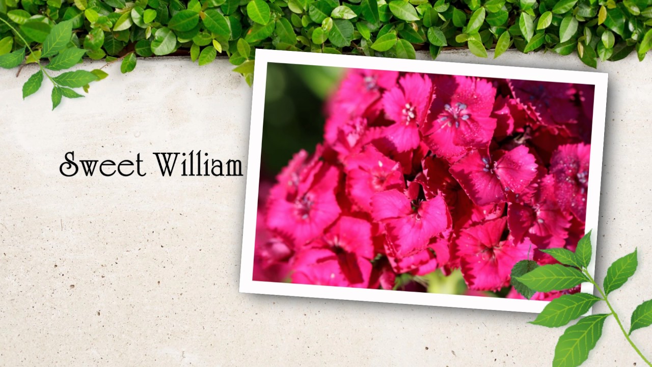 Julie's Flowers