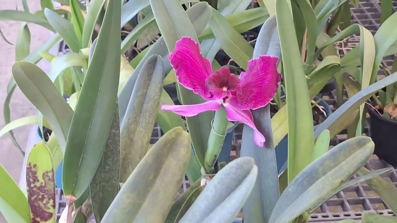 Um passeio cheio de flores incríveis!