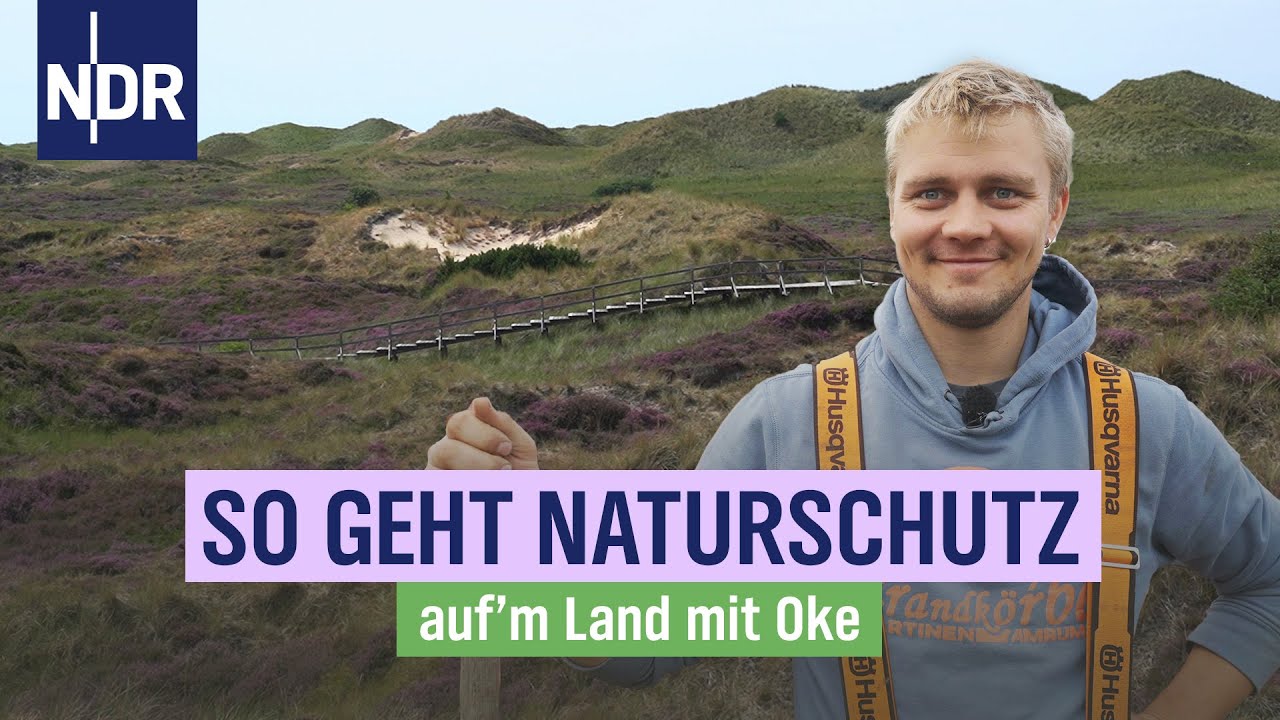 Naturschutz auf Amrum: Oke lässt seine Galloways endlich raus | Auf'm Land mit Oke | Folge 13 | NDR