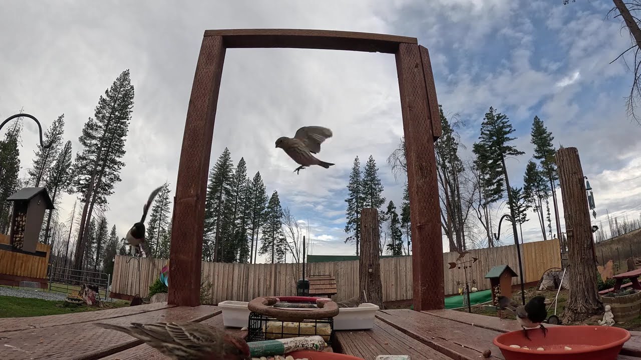 4K Feeder Cam - Sierra Nevada Foothills (Steller’s Jays, Squirrels Juncos, Woodpeckers,)