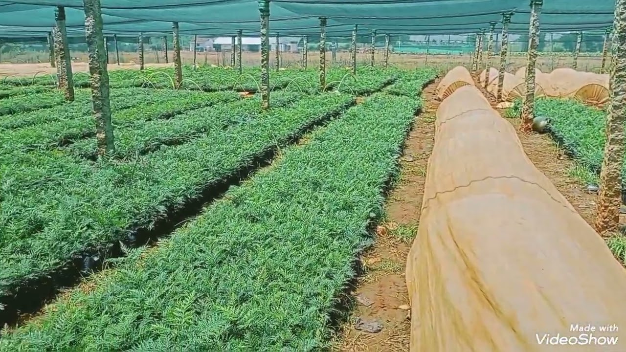 Silver Plant available bulk quantity  more details 6363902778 mahadeswaranurserygarden@gmail.com