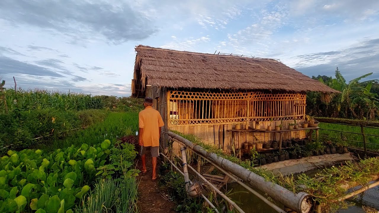 Hidup di desa,, sederhana di rumah tengah sawah bikin suasana hati tenang dan damai