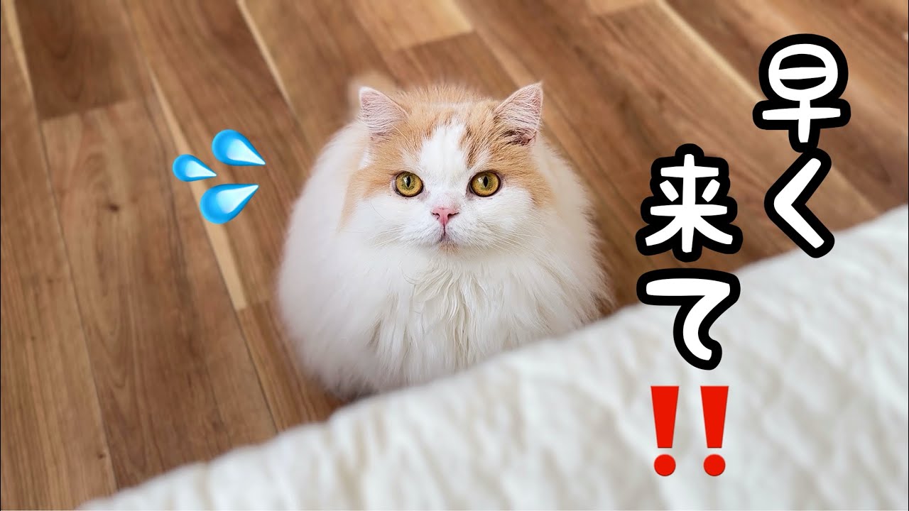 愛猫の様子がおかしいのでついてくと愛犬が大変なことをしていました！泣