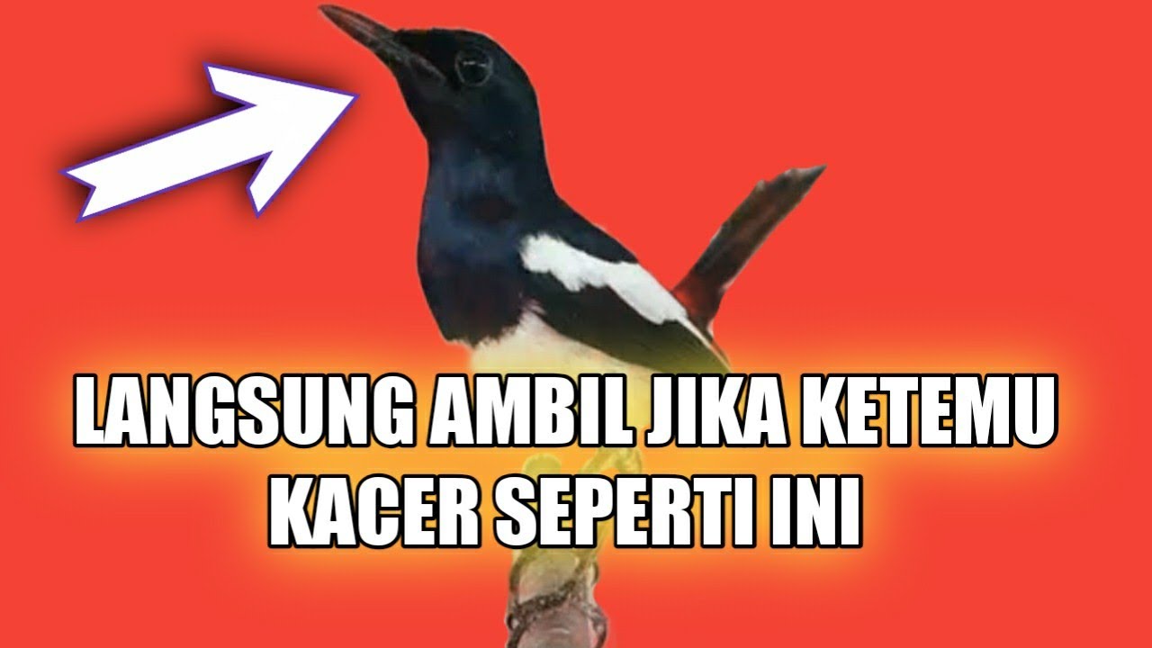 Ciri kacer bahan yang bagus