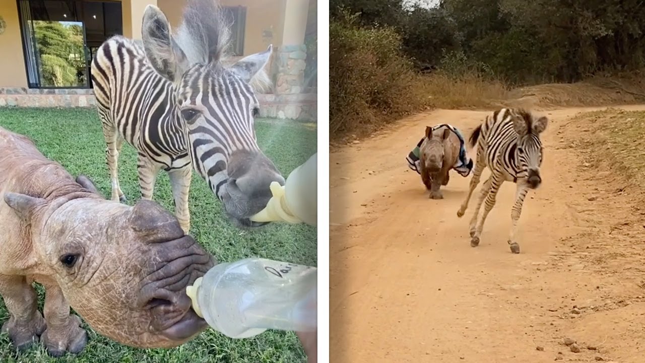 Orphaned Baby Rhino And Baby Zebra Are Best Friends