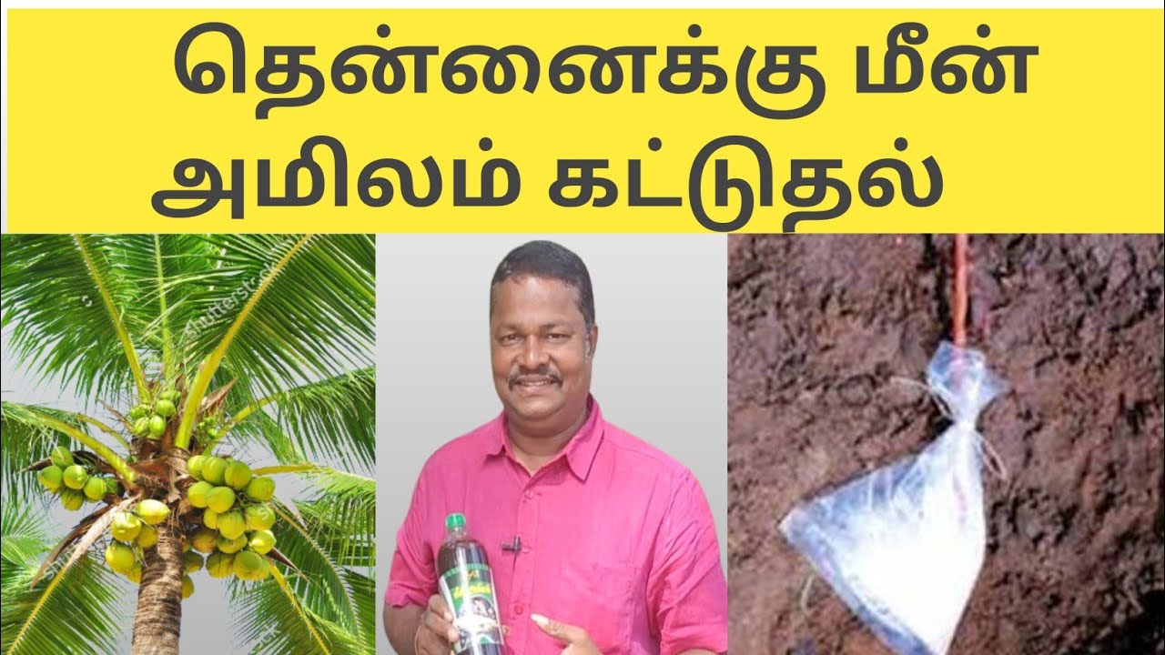 தென்னை மரங்களுக்கு மீன் அமிலம் கட்டும் முறை