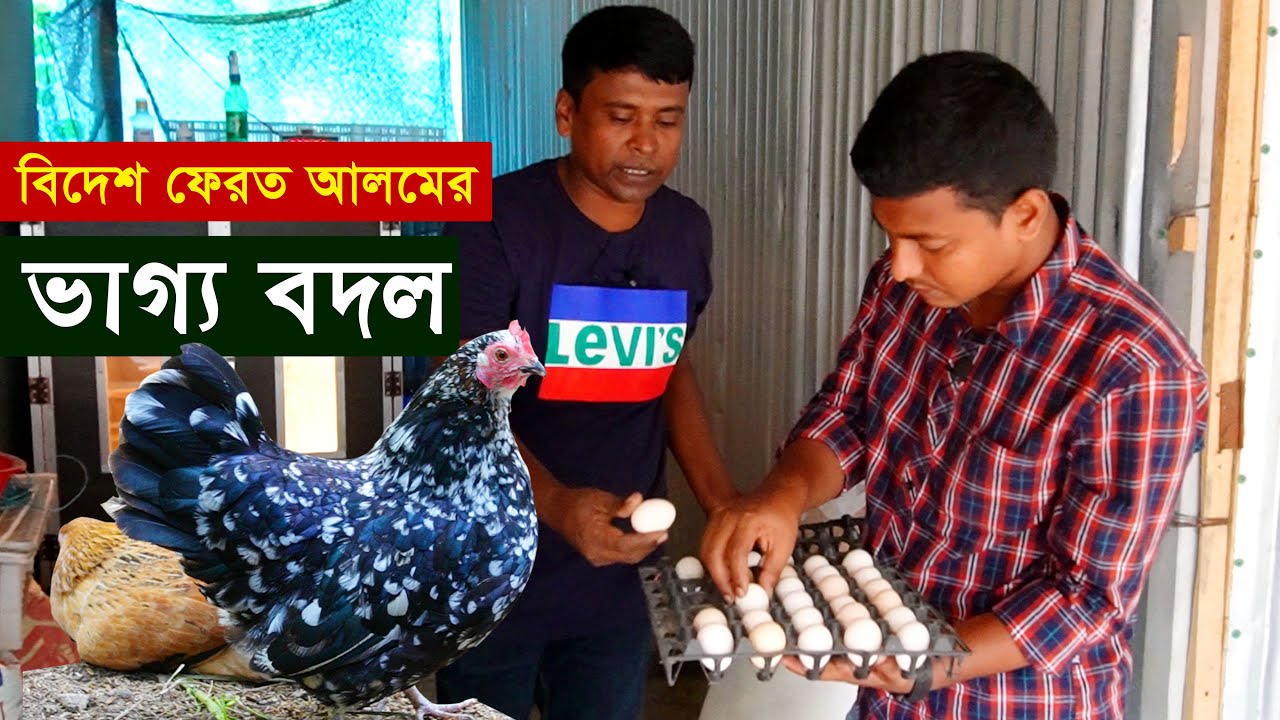 বিদেশ ফেরত আলমের দেশি মুরগি পালনে ভাগ্য বদল - দেশি মুরগির খামার | Desi murgi farm