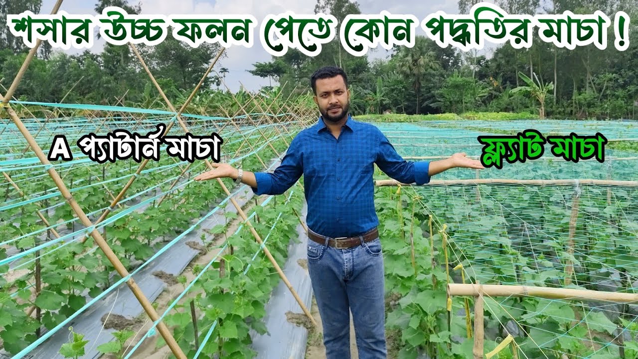 শসার উচ্চ ফলন পেতে সঠিক পদ্ধতির মাচা তৈরি করুন! ফ্ল্যাট মাচা VS A প্যাটার্ন মাচা।