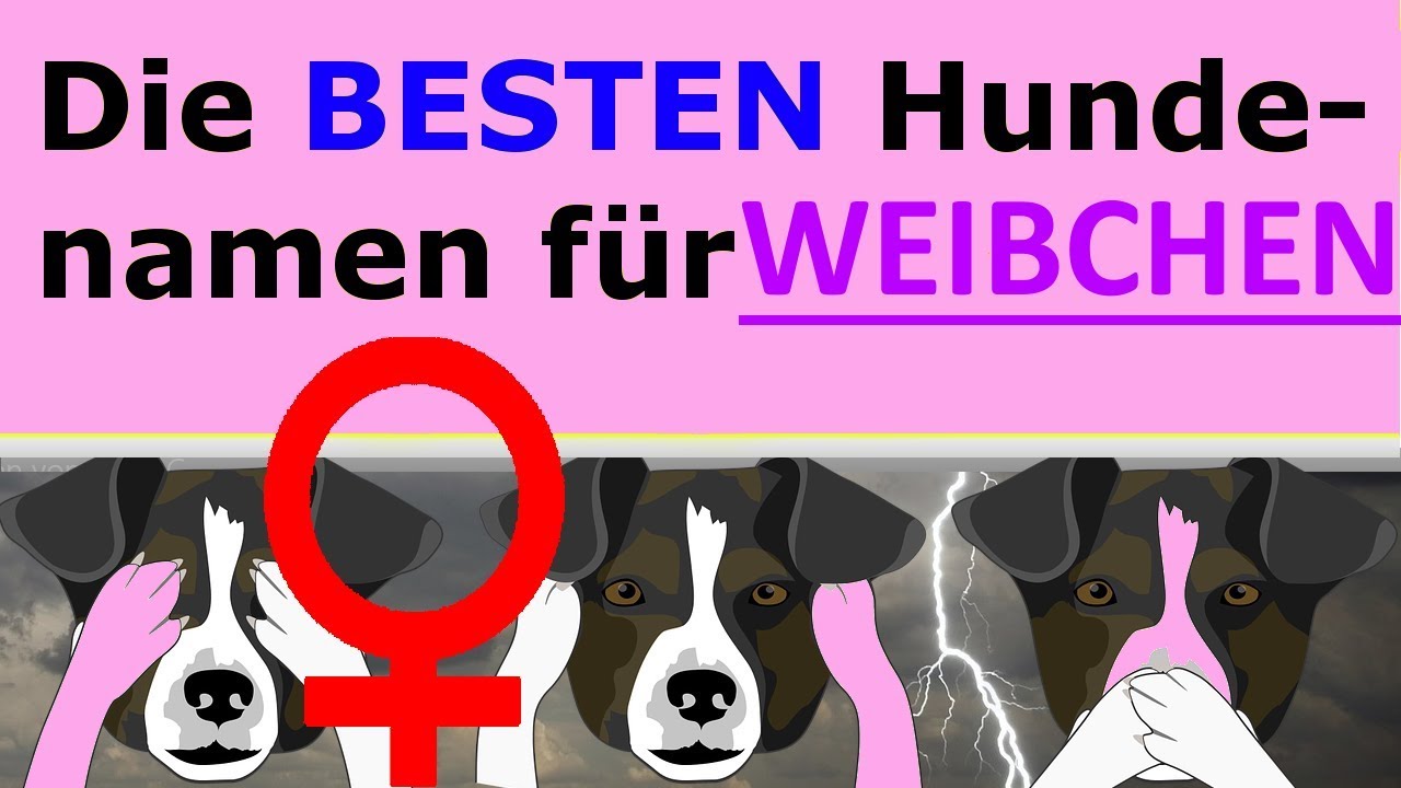 DIE BELIEBTESTEN HUNDENAMEN FÜR WEIBCHEN   HUNDENAMEN WEIBLICH   HUNDENAMEN MÄDCHEN
