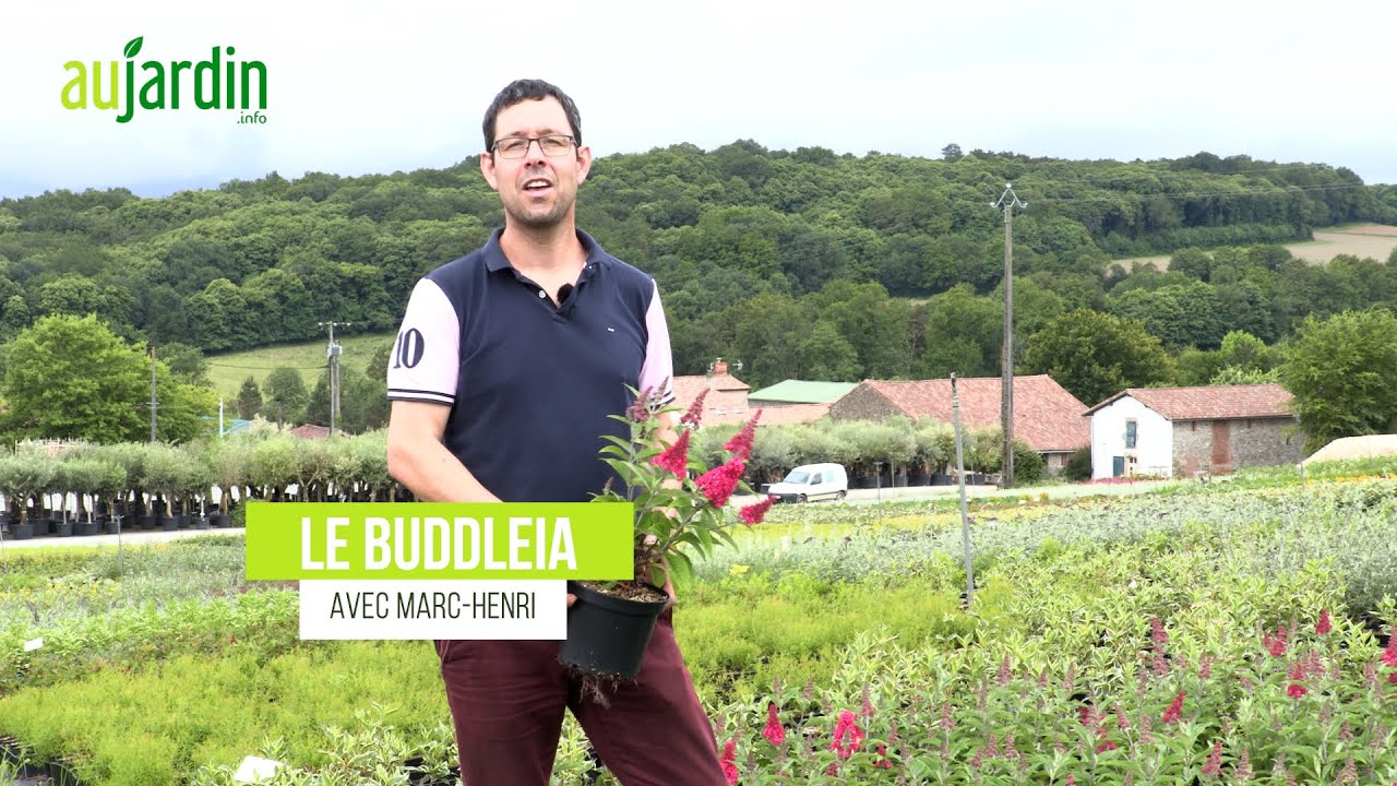 Le BUDDLÉIA LITTLE RUBY, un CULTIVAR COMPACT à l'ABONDANTE FLORAISON ROUGE
