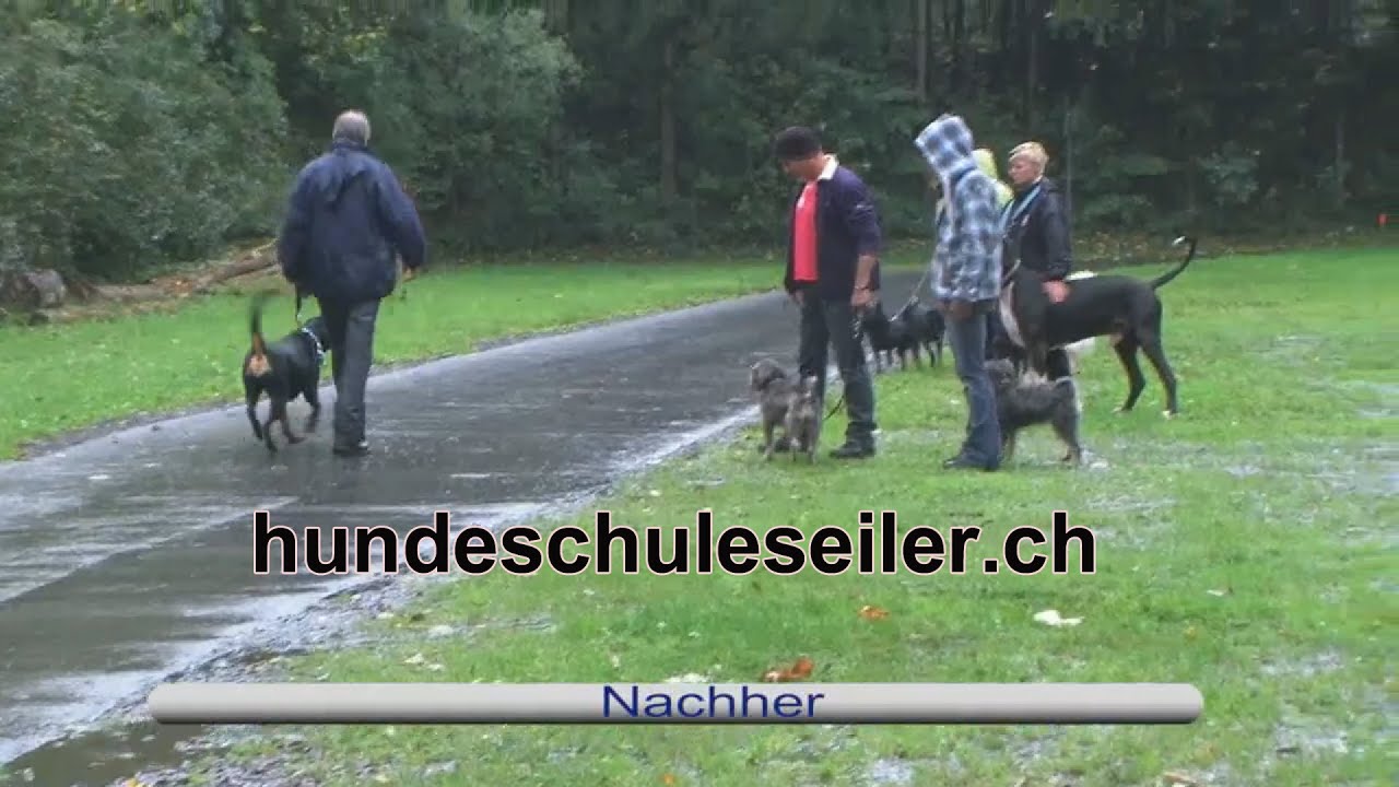 Hundeschuleseiler