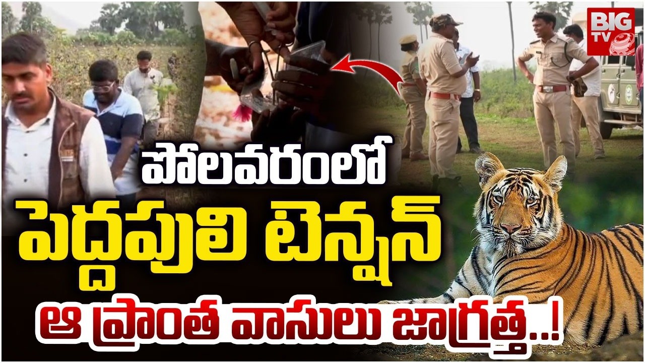 పోలవరం లో పెద్దపులి టెన్షన్ | Polavaram Tiger Latest Updates | Kakinada | BIGTV