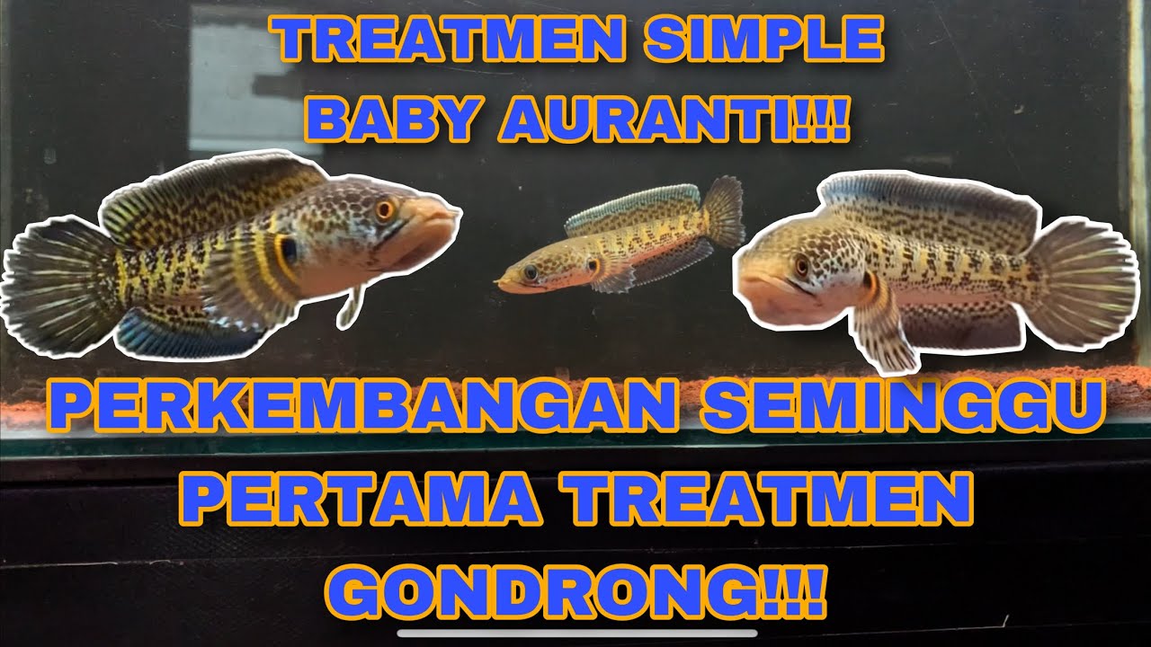 SEMINGGU UDAH KELIHATAN HIGH FIN‼️UPDATE BABY AURANTI TREATMEN HIGH FIN‼️ #auranti