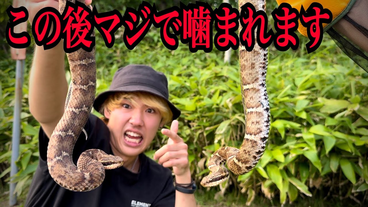 【緊急事態発生】マムシが大量に住む
