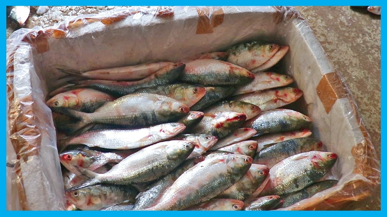 Biggest Hilsa Fish Market (Part 11) - Thousands of Big Hilsa | Fish Corn