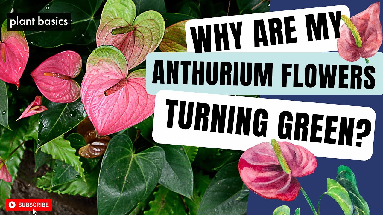 Why are my Anthurium Flowers Turning Green? | Ep5 Anthurium FAQ Series