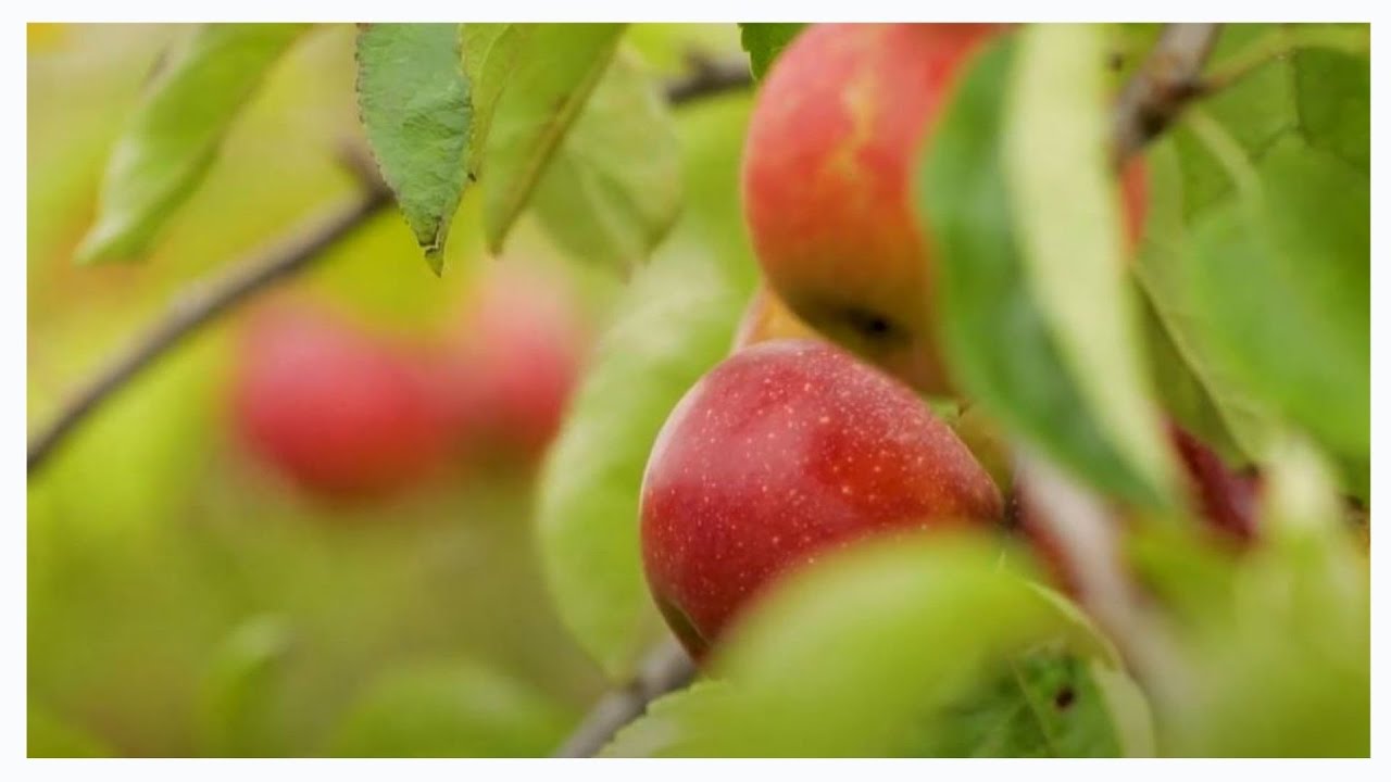 La filière pomme chez Biocoop