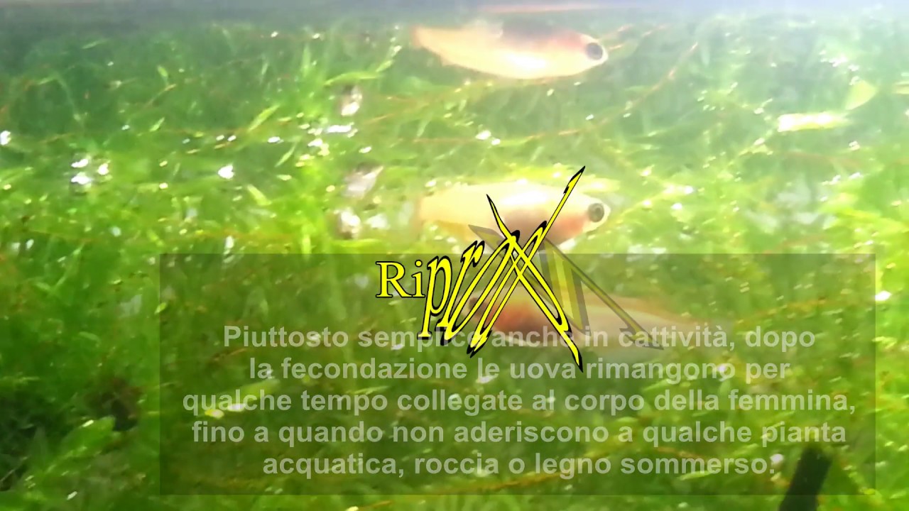 Pesci acqua fredda 1 - alternative ai pesci rossi - Medaka Oryzias latipes cold water fish
