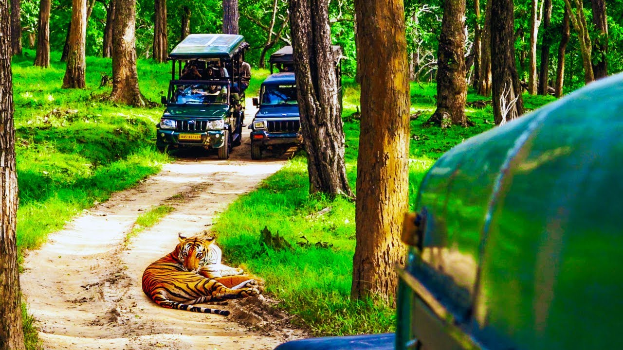 Nagarhole Close Encounter With Tiger | Kabini Safari | Nagarhole National Park