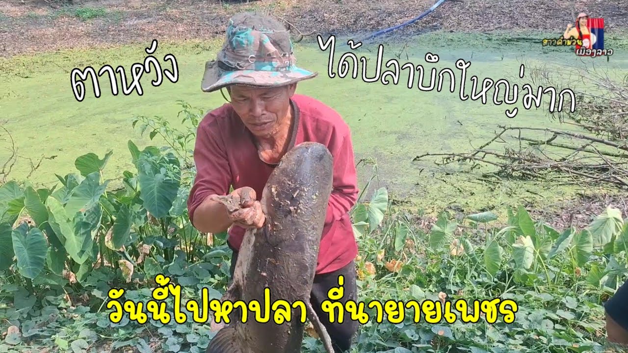 วันนี้ไปหาปลาที่นายายเพชร ตาหวัง ได้ปลาบึกตัวใหญ่มาก ตัว 30 กิโล...