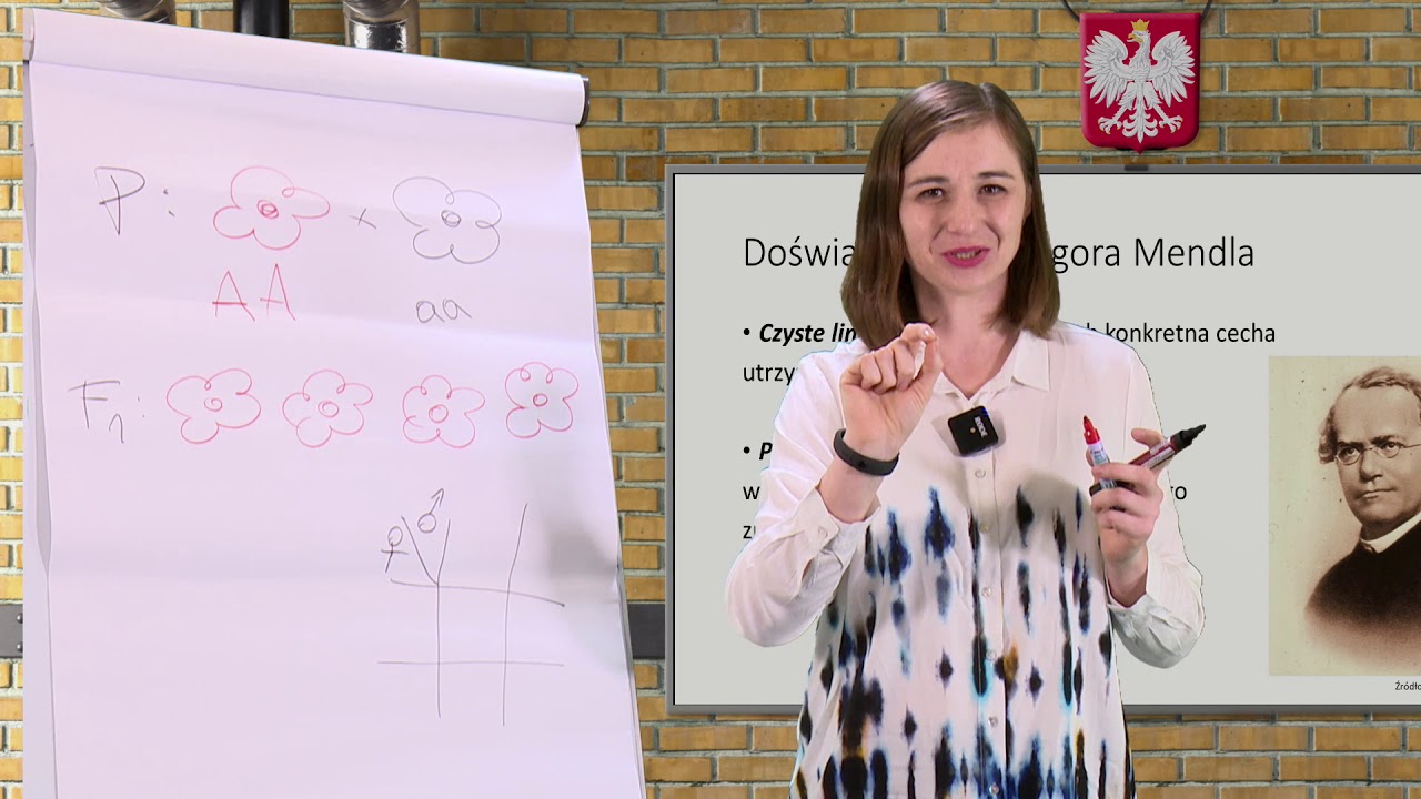Biologia - SP - egzamin ósmoklasisty. Krzyżówki genetyczne