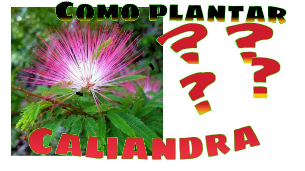 Aprenda plantar Caliandra por estaquia!