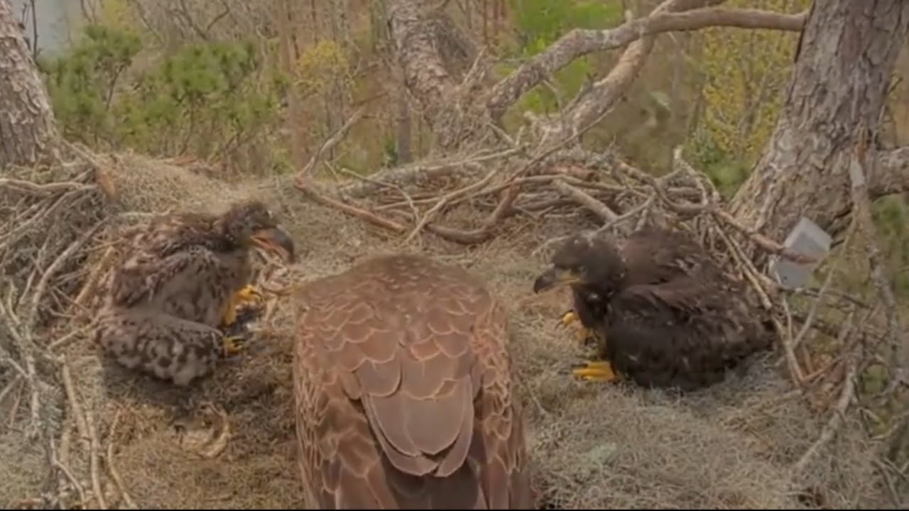Mom in with a stick and feeding both eaglets | Kisatchie National Forest E-3 | Mar 11, 26