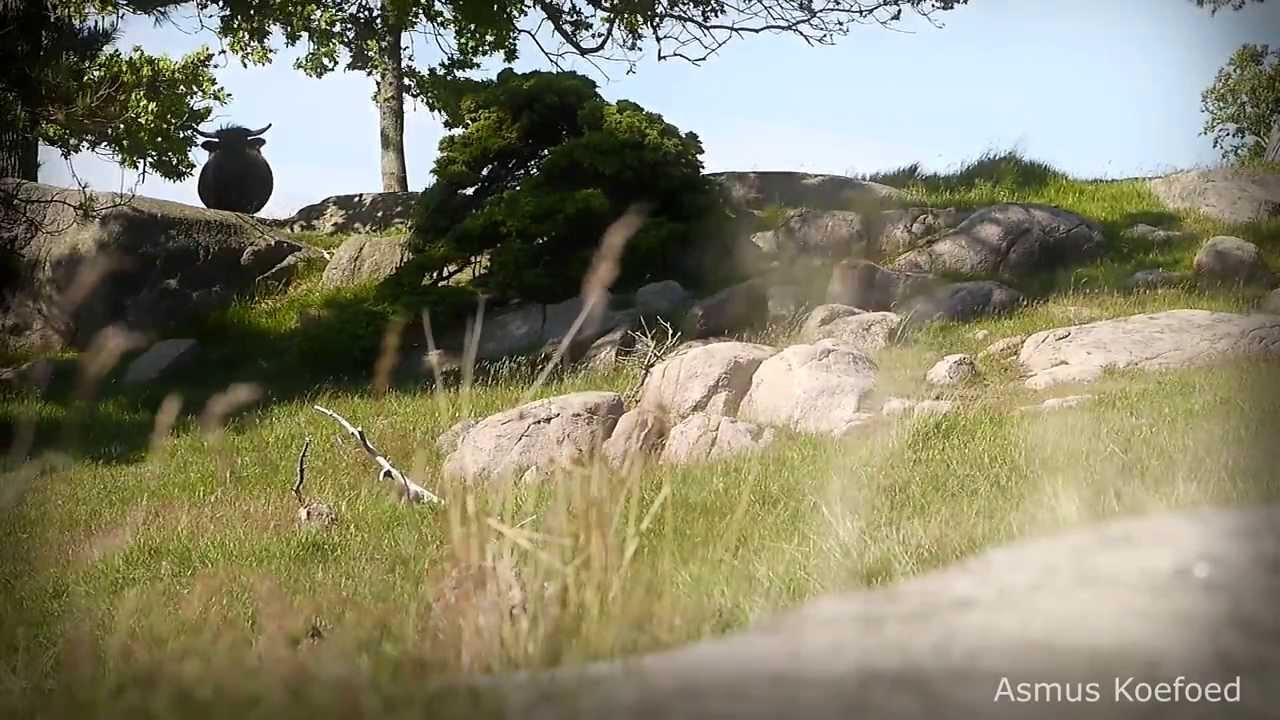 Bovine