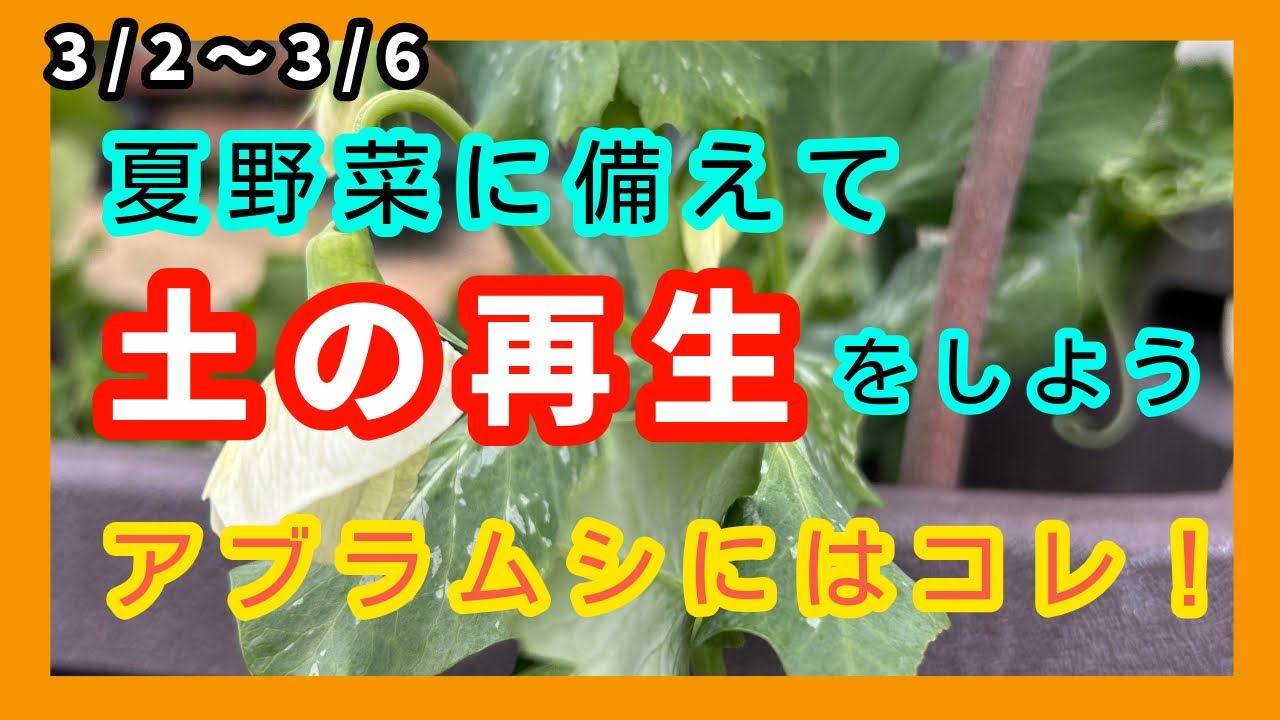 ダイソー菜園古土の再生/カルス/アブラムシ対策にアーリーセーフ/ニラの植え付け