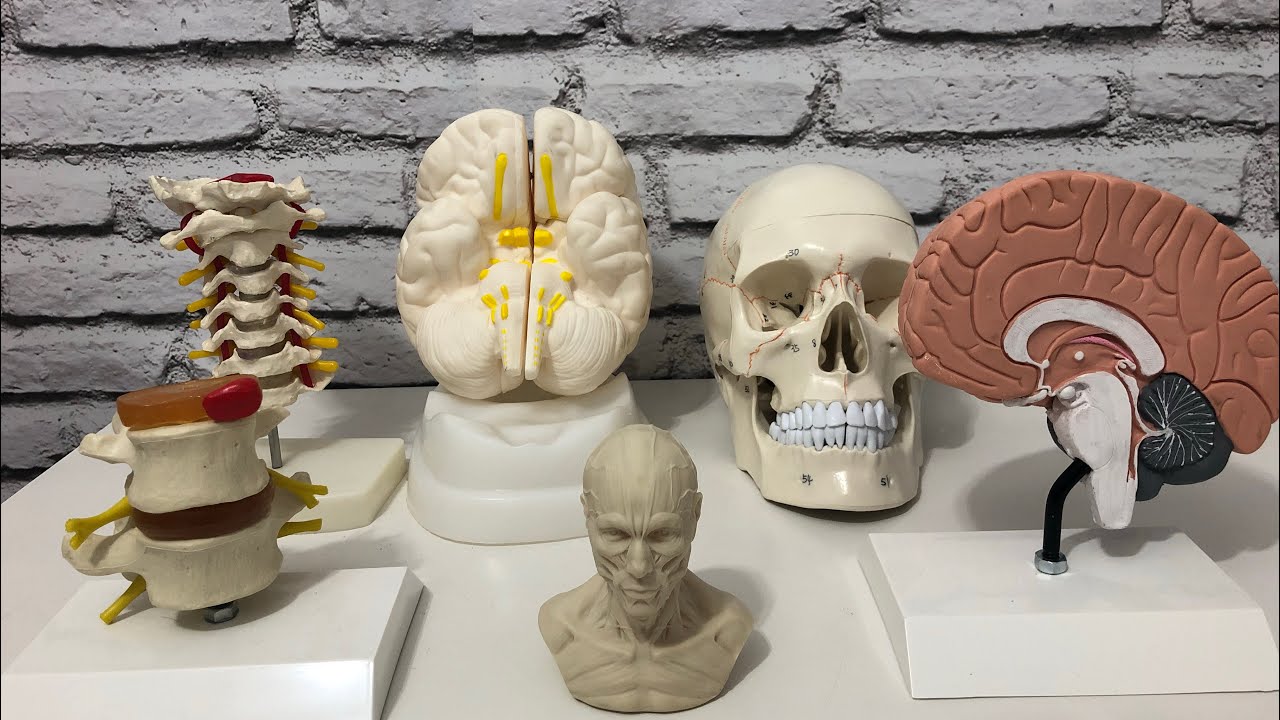 Quais s&atilde;o os tipos de estudos anat&ocirc;micos? Para que serve um modelo anat&ocirc;mico?