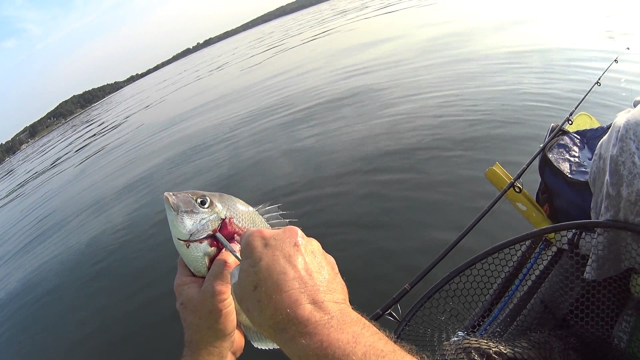 Fluke and Porgies South Lyme CT.  7/22/2017