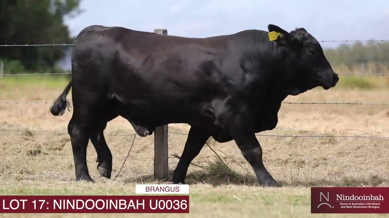 LOT 17: NINDOOINBAH 2025