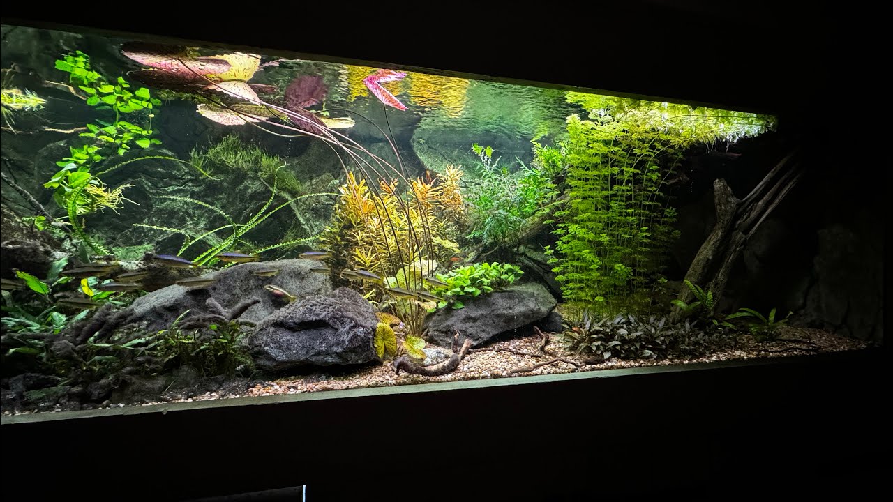 West Africa Aquarium 300x80x75cm