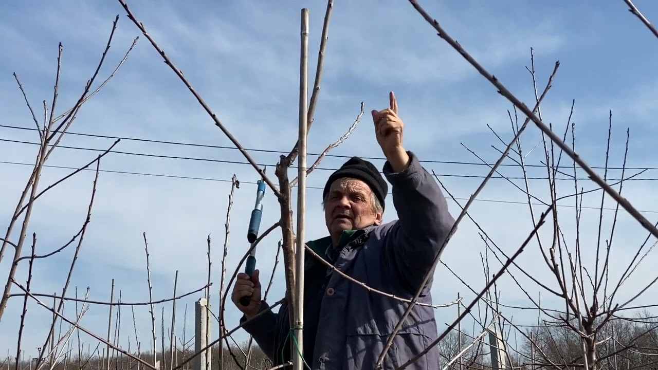 Обрезка черешни, сливы и яблони на карликовых подвоях.