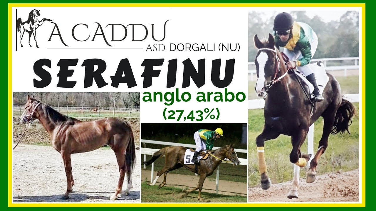 STALLIONS 2022: SERAFINU ANGLO ARABO FONDO INGLESE DA MASAD E CURIOSONA. PEDIGREE SOLIDO E VINCENTE