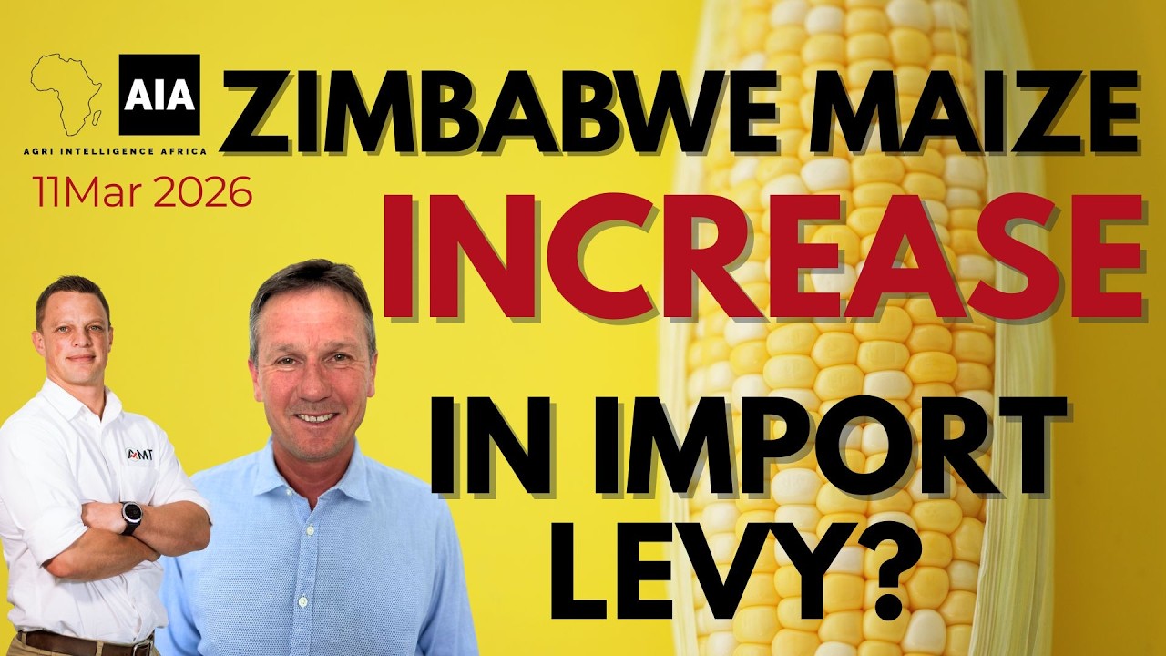🌽 Zimbabwe Maize: Increase in Import Levy? | African Grains – 11 Mar 2026