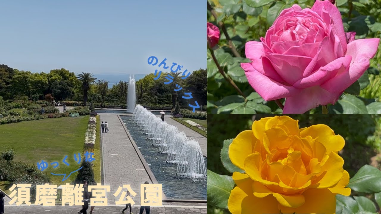 バラの須磨離宮公園【5月8日】