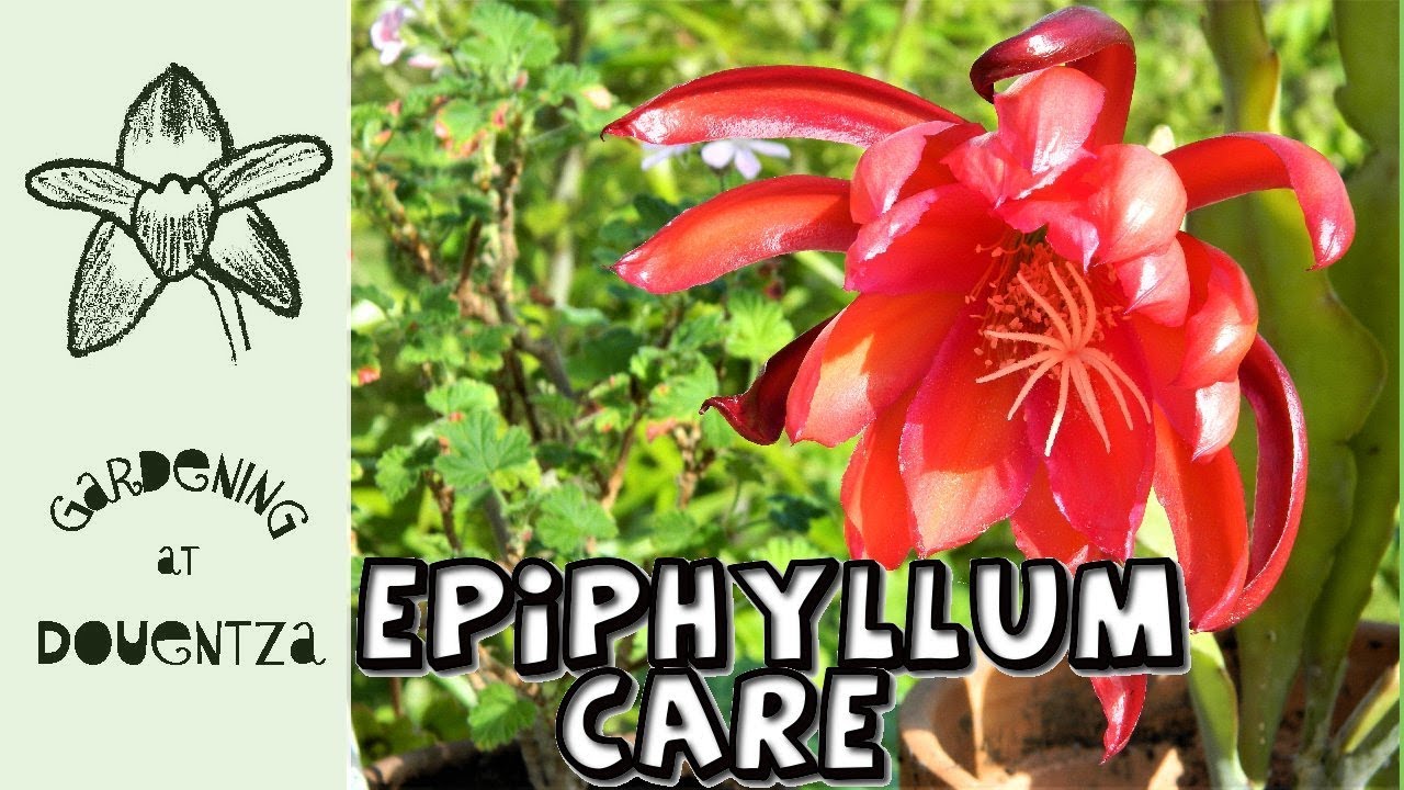 Epiphyllum Care & propagation,  new pelargoniums & hippeastrums
